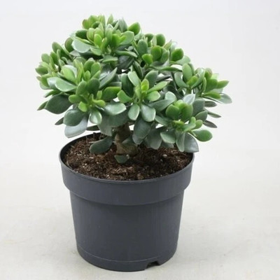 LeafLinkPlants Crasulla Ovata Plant(Hybrid, Pack of 1)