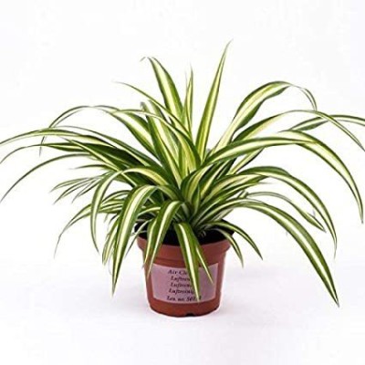 EliteGreen Spider Plant(Hybrid, Pack of 1)