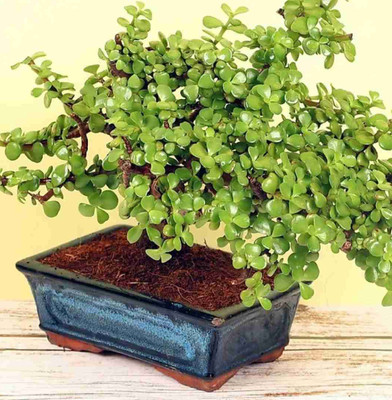 KUBERAA jade plant Jade Plant(Hybrid, Pack of 1)