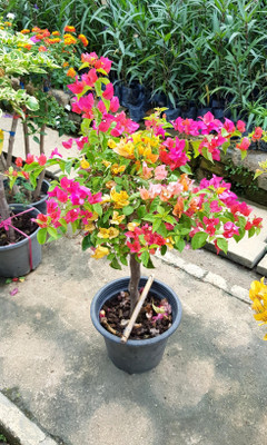 My Dream Nursery Bougainvillea Plant(Hybrid, Pack of 1)