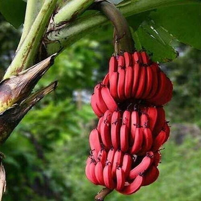 greenhousestore Banana Plant(Hybrid, Pack of 1)