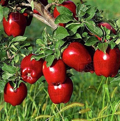 Dishita Go Green Apple Plant(Hybrid, Pack of 1)