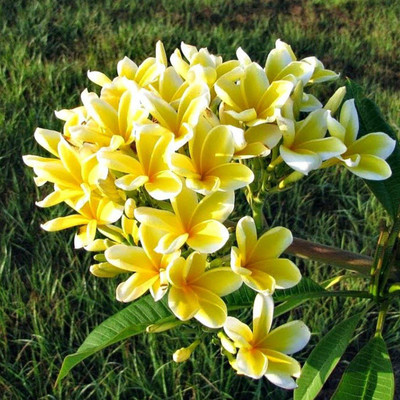 Ukanda Plumeria Plant(Hybrid, Pack of 1)