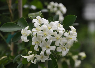 S SIKDER STORE Jasmine Plant(Hybrid, Pack of 1)