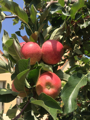 BREEZY BLOOMS Apple Plant(Hybrid, Pack of 1)