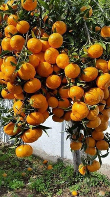 Cloud Farm Orange Plant(Hybrid, Pack of 1)