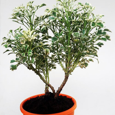 MyGreenPlanet Aralia Plant(Hybrid, Pack of 1)