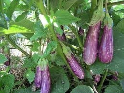 LPR BAGAN Seed(40 per packet)