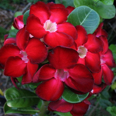 FloraFusion Adenium Plant(Hybrid, Pack of 1)