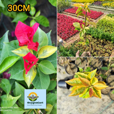OxygenCart Baugainvillea Plant(Hybrid, Pack of 1)