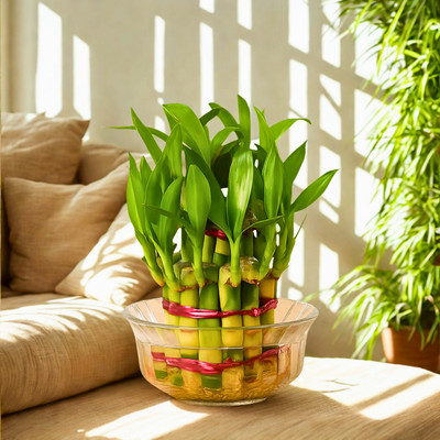 plantozo Two Layer Bamboo Plant(Pack of 1)