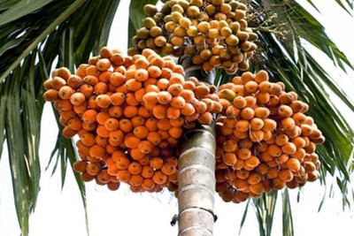 LeafLinkPlants Betel Nut/Supari Plant(Hybrid, Pack of 1)