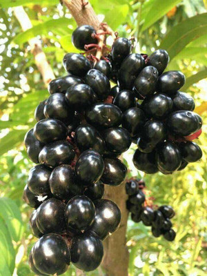 Mohomaya Jamun Plant(Hybrid, Pack of 1)