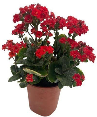 Bakuchi Kalanchoe Plant(Hybrid, Pack of 1)