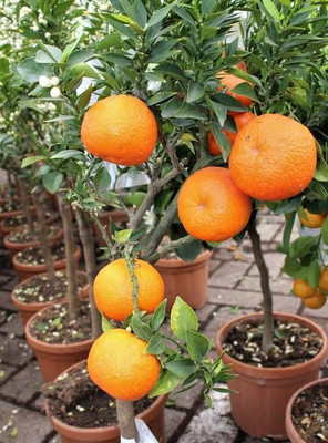 Row Sweet Grafated Orange Plant(Hybrid, Pack of 1)