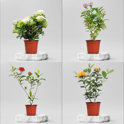 PlantPulse Ixora Plant(Hybrid, Pack of 4)