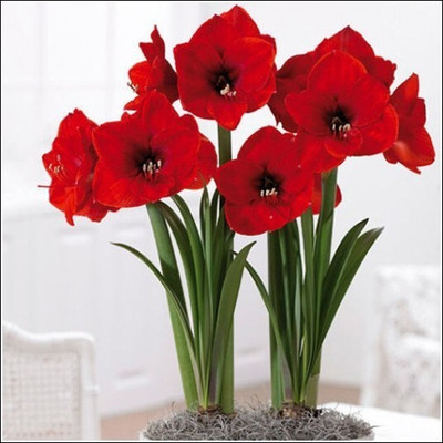 Cloud Farm Lily Plant(Hybrid, Pack of 1)