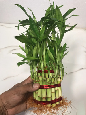 BloomShadow Lucky Bamboo Plant(Hybrid, Pack of 1)