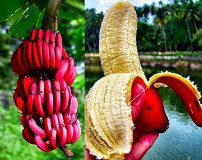PlantShops Banana Plant(Hybrid, Pack of 1)