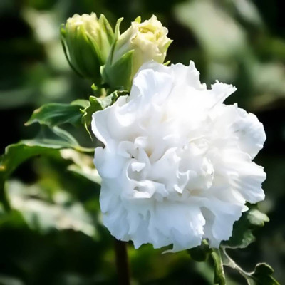 Cloud Farm Hibiscus Plant(Hybrid, Pack of 1)