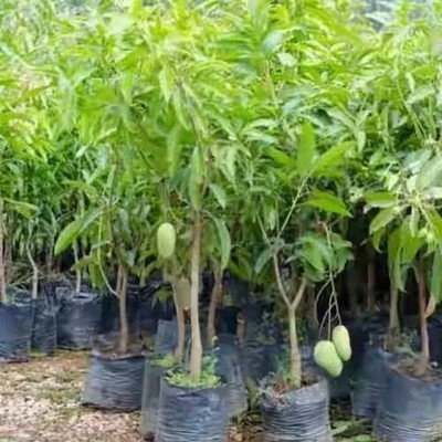 BALA PLANT CREATION Mango Plant(Hybrid, Pack of 1)