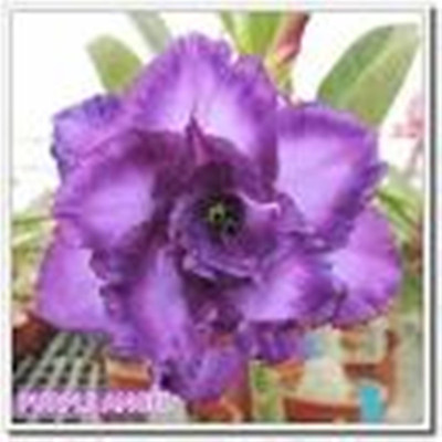 GREEN ISLAND Adenium Plant(Hybrid, Pack of 1)