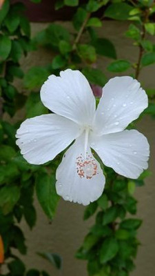 MAITRA AND SONS Hibiscus Gudhal Flower Plant(Hybrid, Pack of 1)