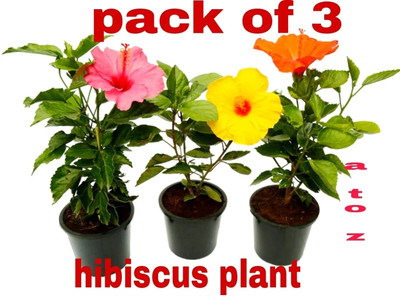 ABC Hibiscus Plant(Hybrid, Pack of 3)