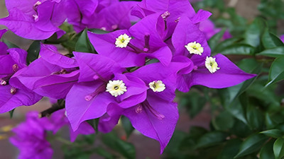 ALOCHUZ Bougainvillea Plant(Hybrid, Pack of 1)