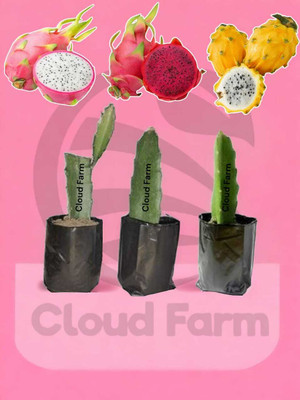 Cloud Farm Dragon Tree(Hybrid, Pack of 3)