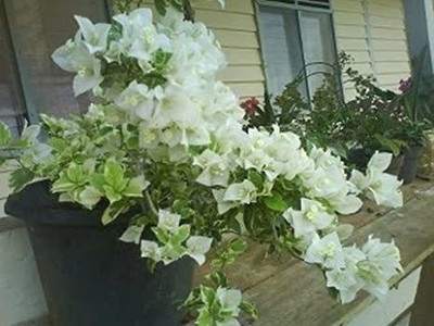 KUMUBON Baugainvillea Plant(Hybrid, Pack of 1)