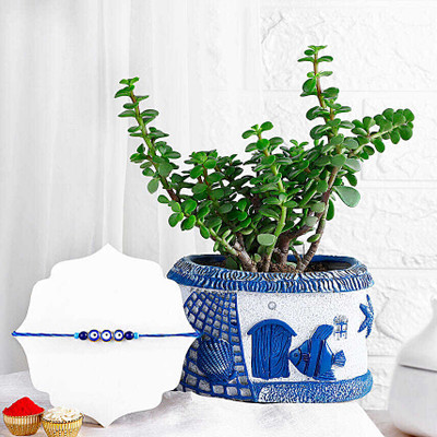 FNP Thread EXFNP11929_RK24 Mauli Thread Live Plant  Set(Rakhi, Plants)