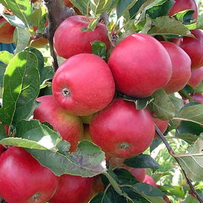 ibains Apple Plant(Hybrid, Pack of 1)