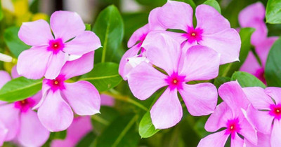 Cloud Forest Sadabahar/Periwinkle Plant(Hybrid, Pack of 1)