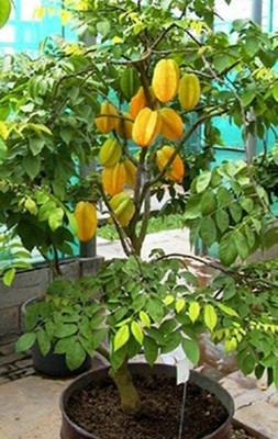 KUNUBON Star Fruit Carambola Grafted Plant(Hybrid, Pack of 1)