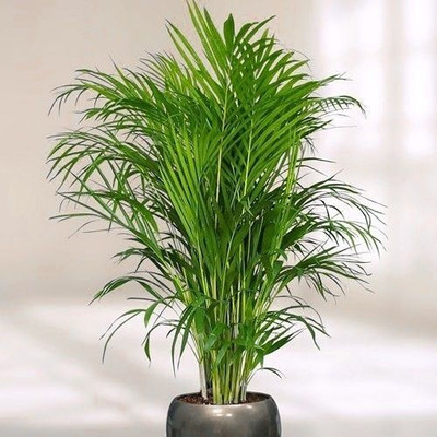 Oxygreenplant Areca Palm(Hybrid, Pack of 1)