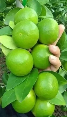 CLOUD FRAMING Lemon Plant(Hybrid, Pack of 1)