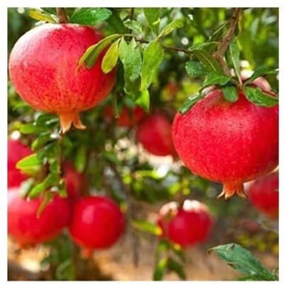 Treeicks Pomegranate Plant(Hybrid, Pack of 1)