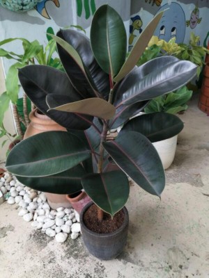 EliteGreen Rubber Tree(Hybrid, Pack of 1)