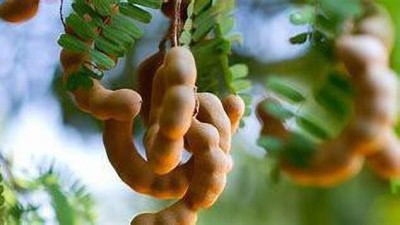 Cloud Farm Tamarind Plant(Hybrid, Pack of 1)