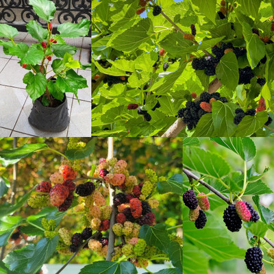 Cloud Farm Shahtoot/Mulberry Plant(Hybrid, Pack of 1)