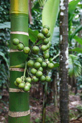 Agacha Betel Nut/Supari Plant(Hybrid, Pack of 1)