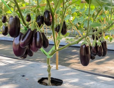 AloGardening F1 Hybrid Brinjal Vegetable Seeds Seed(1 g)