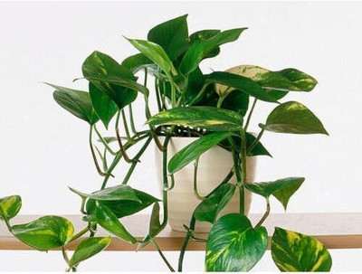 Oxygreenplant Money Plant(Hybrid, Pack of 1)