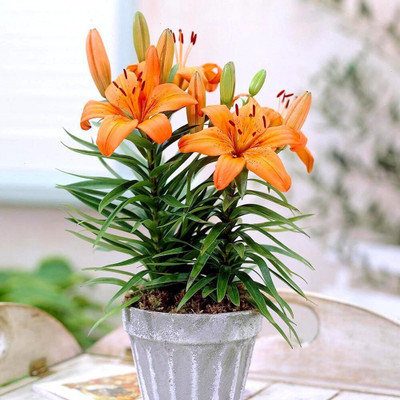 Greenery Nursery Lily Plant(Pack of 1)