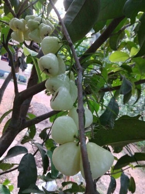 Cloud Farm Jamun Plant(Hybrid, Pack of 1)