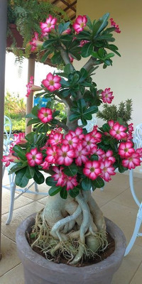 MiraclrGarden Adenium Plant(Hybrid, Pack of 1)