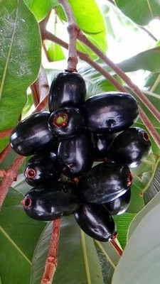 MAITRA AND SONS Jamun Plant(Hybrid, Pack of 1)