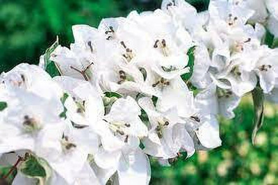 AFARTIOBINA Bougainvillea Plant(Hybrid, Pack of 1)
