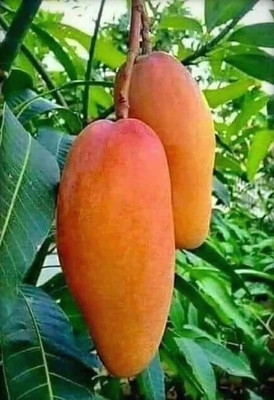 AFARTIOBINA Mango Plant(Hybrid, Pack of 1)